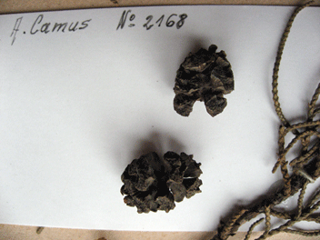 Cupressus torulosa