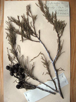 Cupressus torulosa