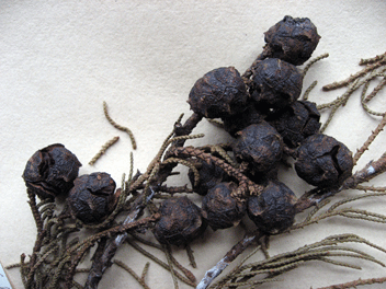 Cupressus torulosa