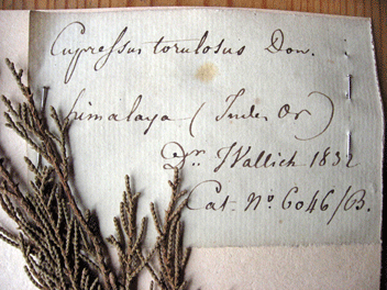 Cupressus torulosa
