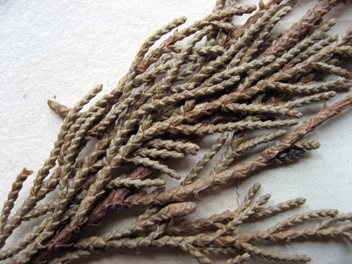 Cupressus torulosa