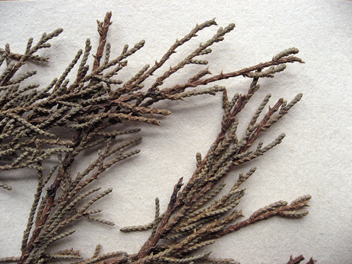 Cupressus torulosa