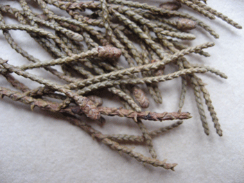 Cupressus torulosa