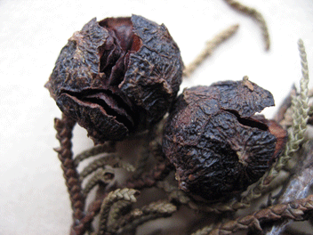 Cupressus torulosa