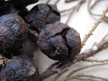 Cupressus torulosa