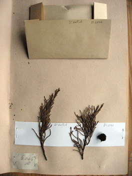 Cupressus torulosa
