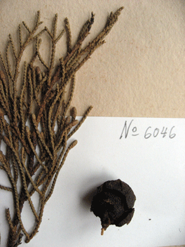 Cupressus torulosa