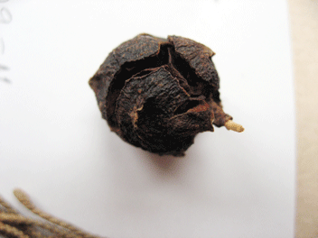 Cupressus torulosa