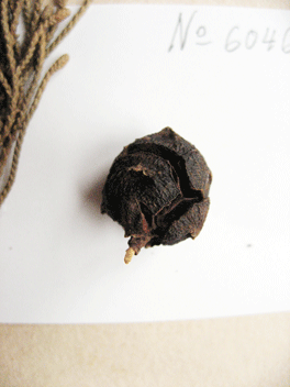 Cupressus torulosa