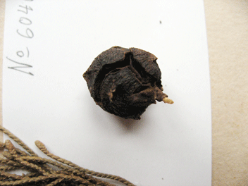 Cupressus torulosa