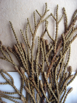 Cupressus torulosa