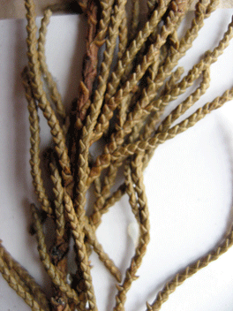 Cupressus torulosa