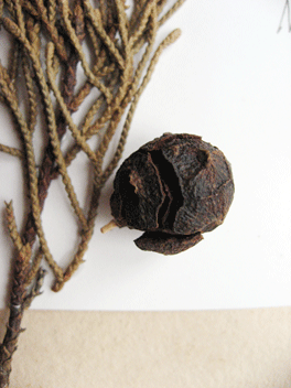 Cupressus torulosa