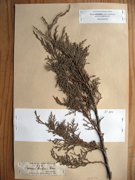 Cupressus torulosa