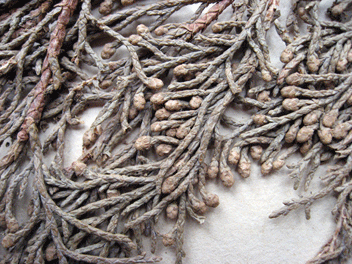 Cupressus torulosa
