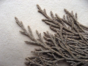 Cupressus torulosa