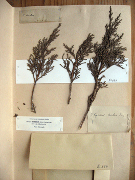 Cupressus torulosa