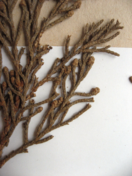 Cupressus torulosa
