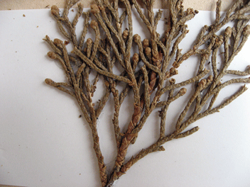 Cupressus torulosa