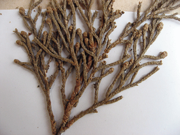 Cupressus torulosa
