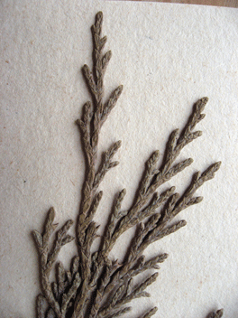 Cupressus torulosa