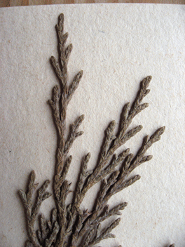 Cupressus torulosa