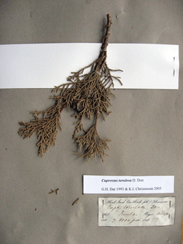 Cupressus torulosa