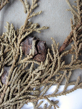 Cupressus torulosa