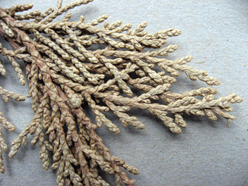 Cupressus torulosa