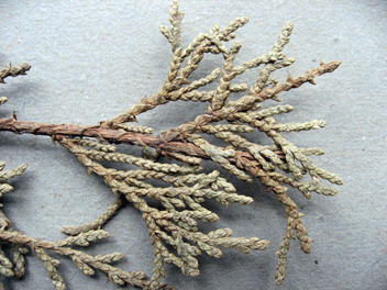 Cupressus torulosa