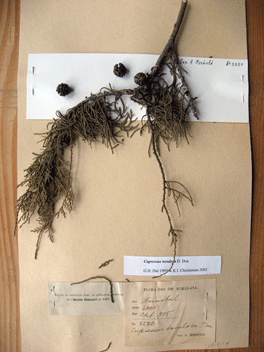 Cupressus torulosa