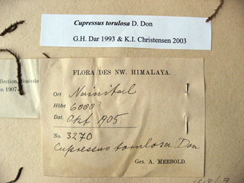 Cupressus torulosa