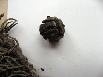 Cupressus torulosa