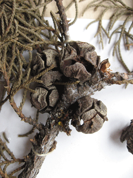 Cupressus torulosa