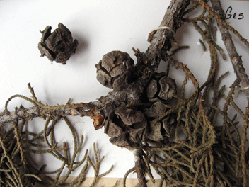 Cupressus torulosa
