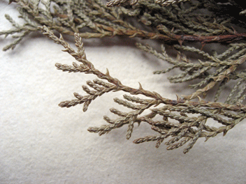 Cupressus torulosa