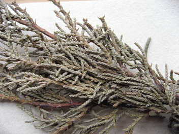 Cupressus torulosa
