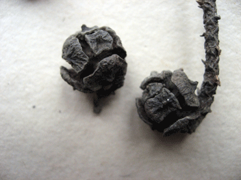 Cupressus torulosa
