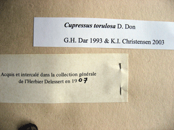 Cupressus torulosa