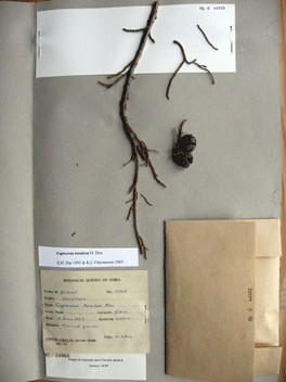 Cupressus torulosa