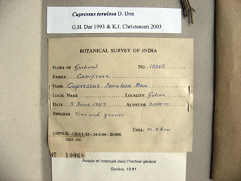 Cupressus torulosa
