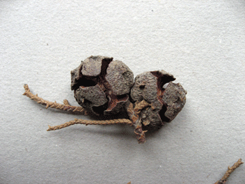 Cupressus torulosa