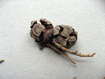 Cupressus torulosa
