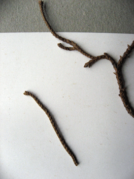 Cupressus torulosa