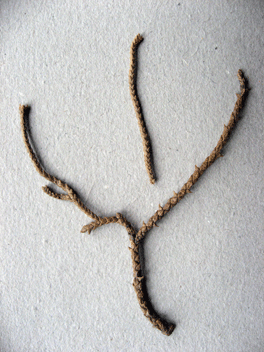 Cupressus torulosa