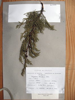 Cupressus torulosa