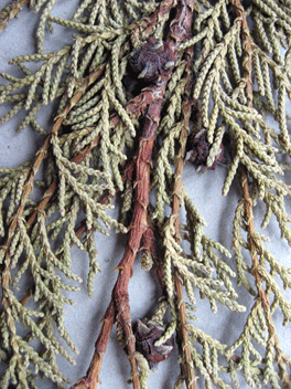 Cupressus torulosa