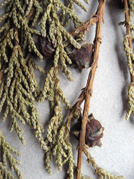 Cupressus torulosa
