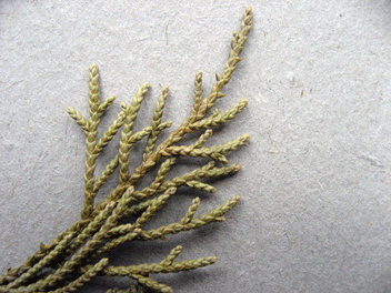 Cupressus torulosa