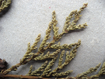 Cupressus torulosa